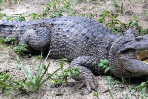 new crocodile species, Crocodylus halli